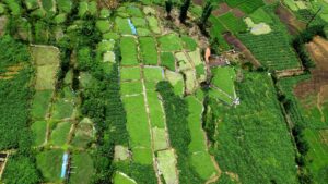 Aerial View of Lush Rice Fields in Northern Vietnam