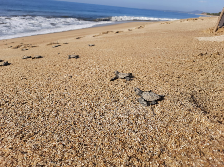 Turtles Entering Ocean Closeup